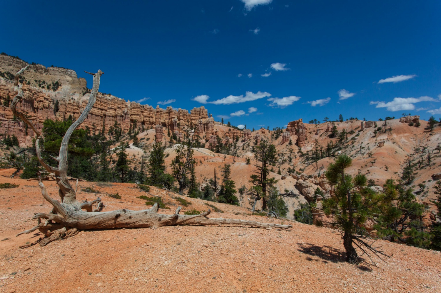 USA_Bryce Canyon_223